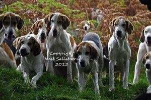 Foxhound Photography by Betty Fold Gallery of Hawkshead Cumbria